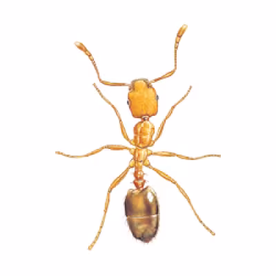 furnica-faraon.png