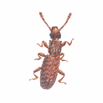 gandacel-de-orez.png
