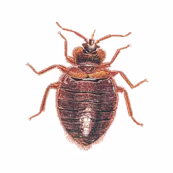 plosnita-de-pat-comuna.png